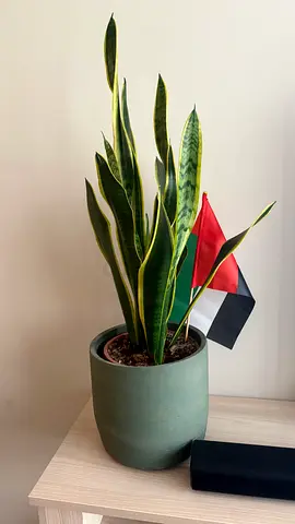Various plants with pots for sale. Nice and strong plants