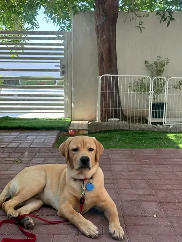 Beautiful young Labrador for adoption