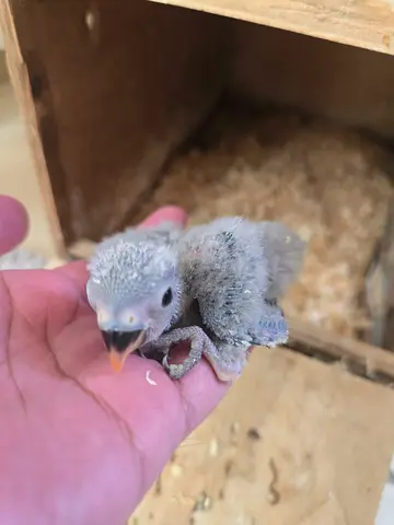 Love Birds Chicks for rehoming