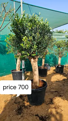 Potted Olive Tree (Mature Trunk) - Ready to Plant