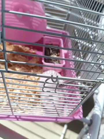 Small pink hamster cage with wheel and accessories - good condition