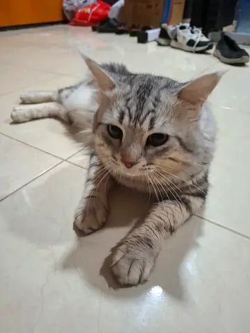 Friendly Silver Tabby Cat Available for Rehoming