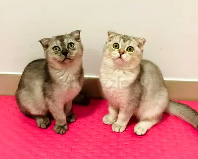 Trained, Calm, and healthy, Scottish fold  looking for a new home