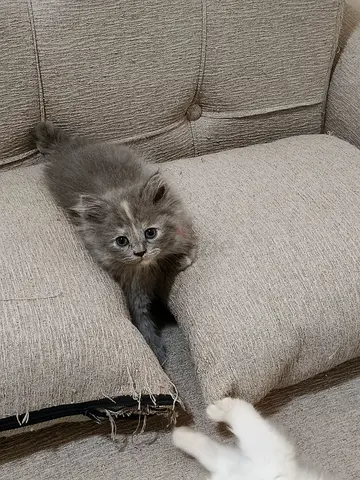 Two month old baby kittens,