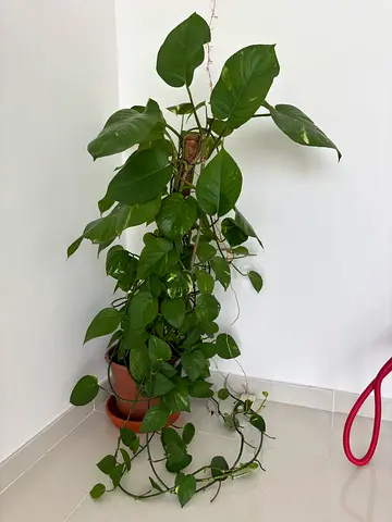 Large Healthy Money Plant - easy-care indoor plant