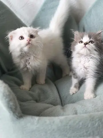 Scottish fold and Persian