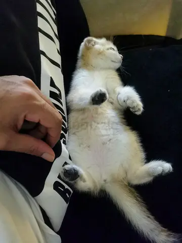 Cat sitting pet care in Dubai/sharjah/ Ajman
