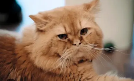 Friendly adult long-haired ginger cat — ready for adoption