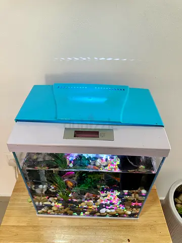 Aquarium with fish medium