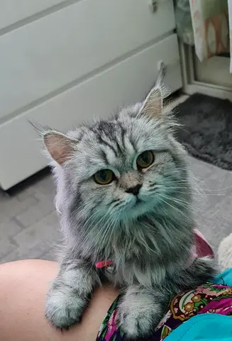 Silver Long-Haired Female Cat — Friendly, Indoor Pet