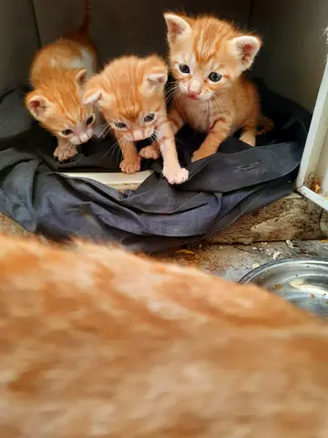 Mama cat and her kittens up for adoption