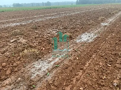 Farm Land for Rent | Al Eyas