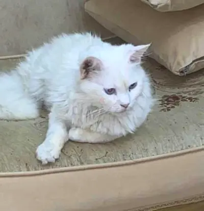 Cat for adoption