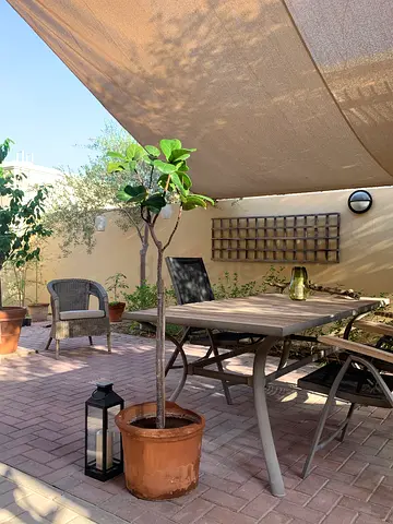 Fiddle Leaf Fig Tree