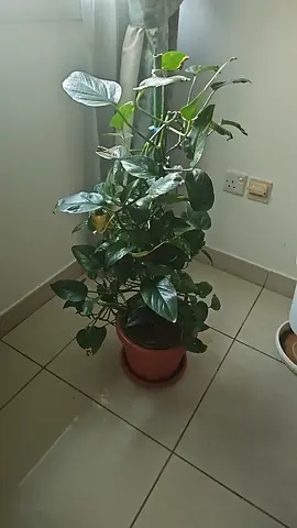 Healthy Potted Indoor Plant (Money Plant / Epipremnum) - Ready to Re-pot