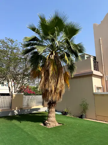 Trees and palms