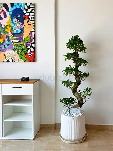 Indoor Bonsai Ficus Tree in Decorative White Planter — Ready to Display