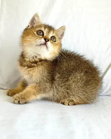 Beautiful Pure British Shorthair Chinchilla Ny Kittens