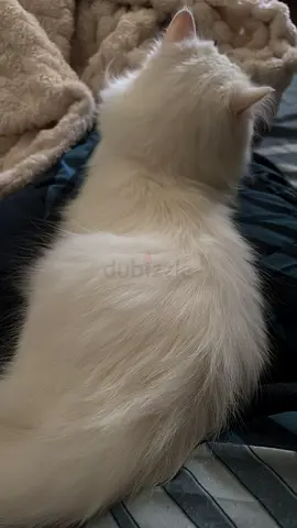Persian cat long hair