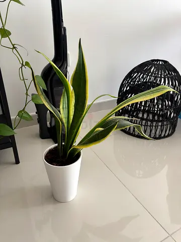 Healthy Snake Plant (Sansevieria) in White Pot — Ready to Rehome