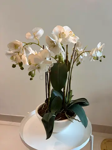 White Phalaenopsis Orchid Plant in Ceramic Pot (Artificial)