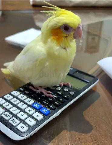Cocktail Bird for Adoption