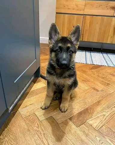 German shepherd puppies