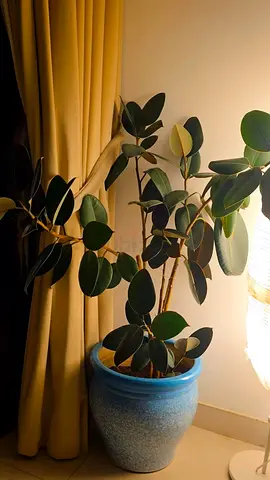 Large Indoor Rubber Plant (Ficus elastica) in Decorative Blue Pot