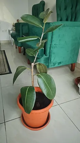 Rubber Plant (Ficus elastica) in Terracotta Pot - Healthy Indoor Plant