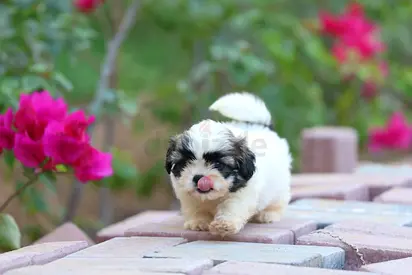 Cute fluffy Shih Tzu puppy — playful and healthy