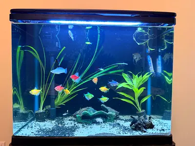 Complete 60cm Aquarium Setup with Fish and Plants