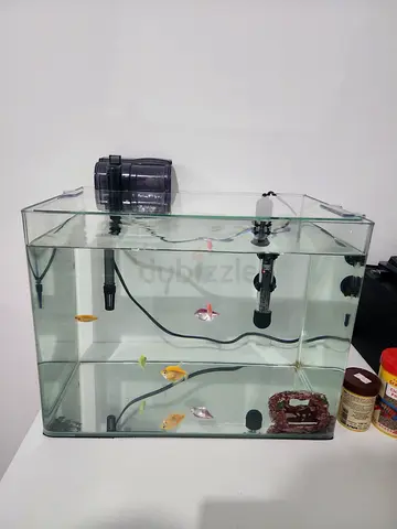 Fish Aquarium