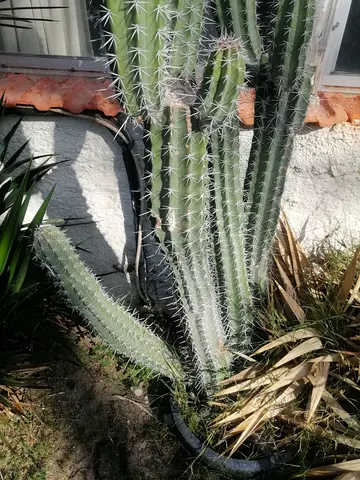 Outdoor tall and small ball typ cactus plants (multiple) — healthy mature specimens