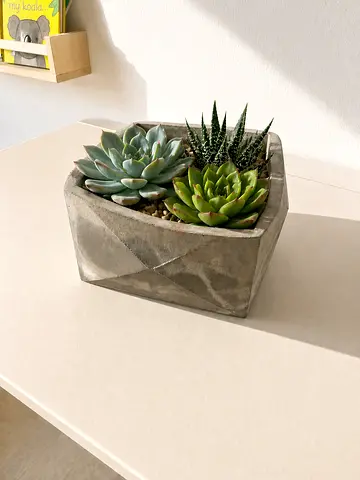 Aesthetic cement plant pot