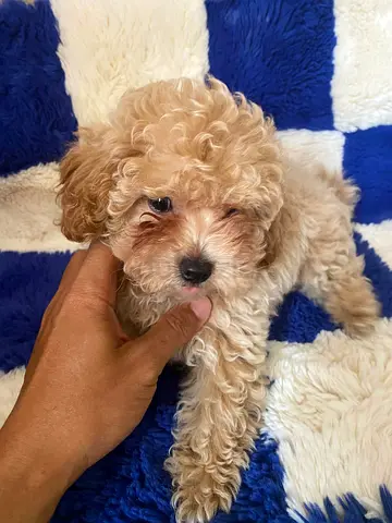 Adorable Maltipoo Puppies Looking for Loving Homes 🐾