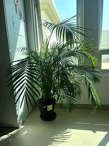 Areca Palm  Money Plant