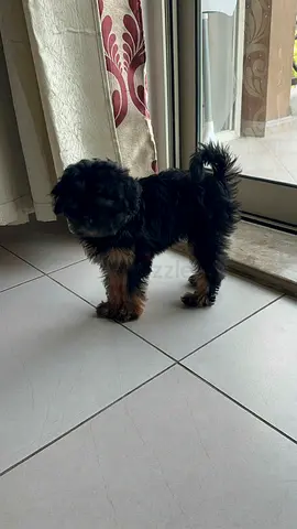 Pet for Adoption 3 year old Maltipoo