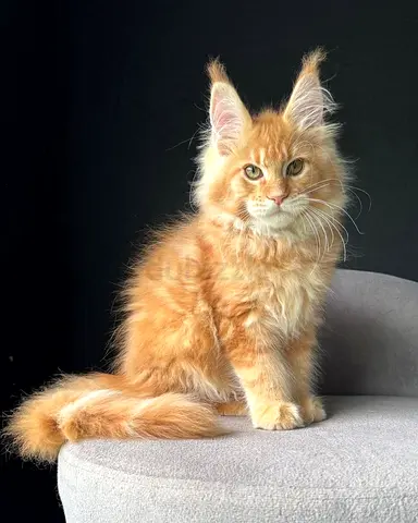 Gentle Red Maine $%! Kitten - Lovable Family Pet