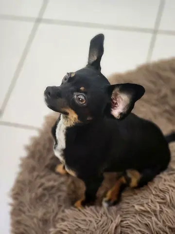 2 female pomchi -  Chihuahua and Po.eranian mix looking for a loving home