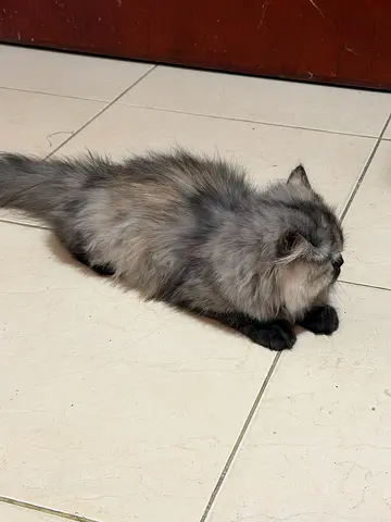 Kitten with Passport