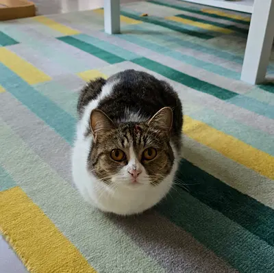 Adorable cat looking for a home 🏡