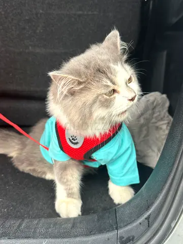 Cat for adoption
