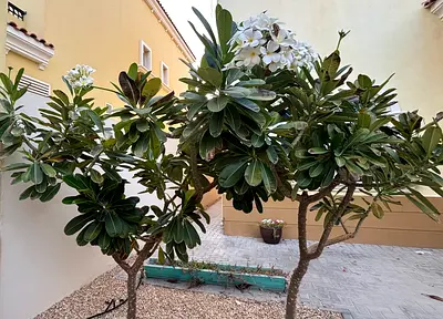 Three Mature Frangipani (Plumeria) Trees - Healthy Outdoor Garden Plants 1-2mts Price:1500-Dhs for3