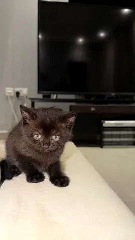 Young dark brown British short hair kitten — friendly, litter-trained