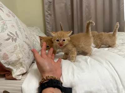 4 Friendly Ginger Kittens Looking for a Home