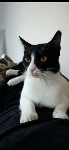Free adoption for cat