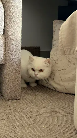 للتبني قط مجانا