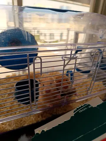 2 syrian hamster 1 female and 1 male