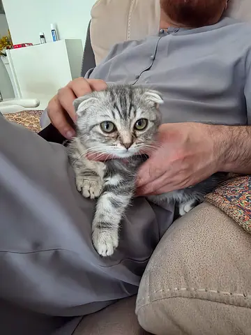 Young 4 months old Female munchkin