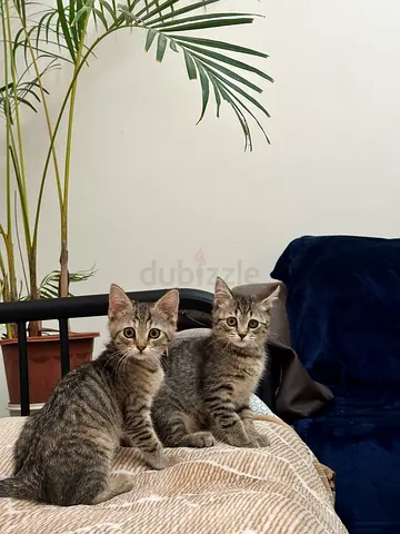 Kittens for adoption